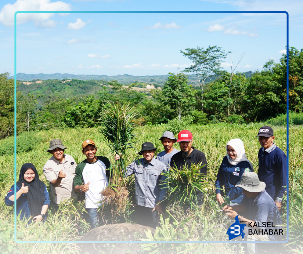 Dorong komoditi Hortikultura Lokal, Pemprov Kalsel Intensifkan Monitoring Jahe Merah Hatungun Tapin